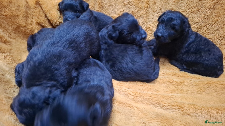 Galerij afbeelding {{count}}