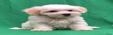 Maltezer 4