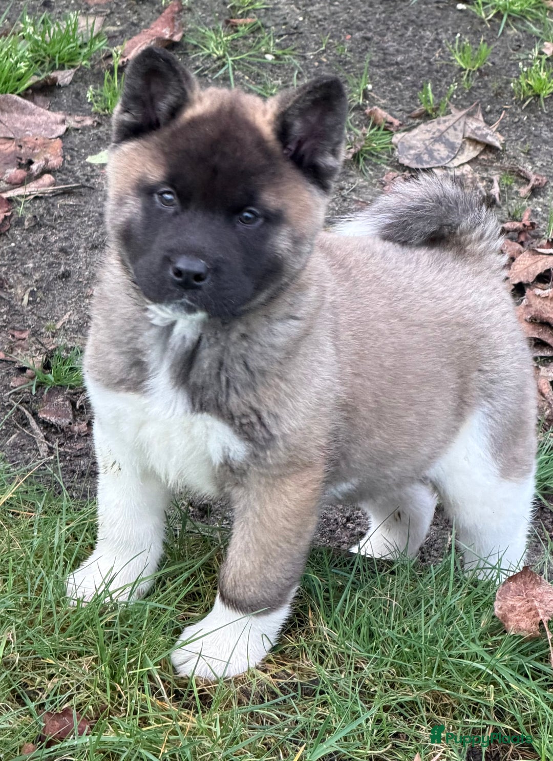 American Akita honden te koop: Prachtige American akita pups van unieke bloedlijn - Advertentie 6
