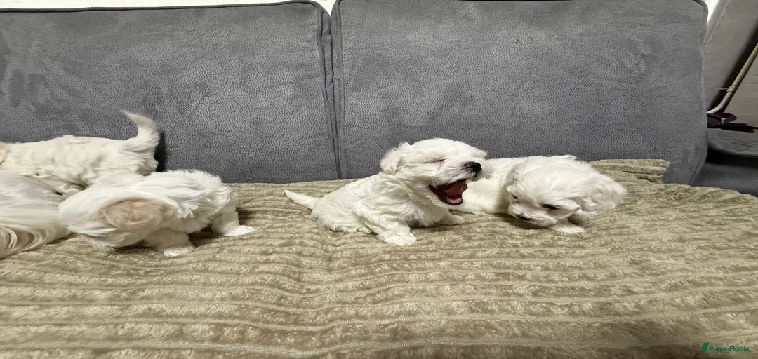 Galerij afbeelding {{count}}