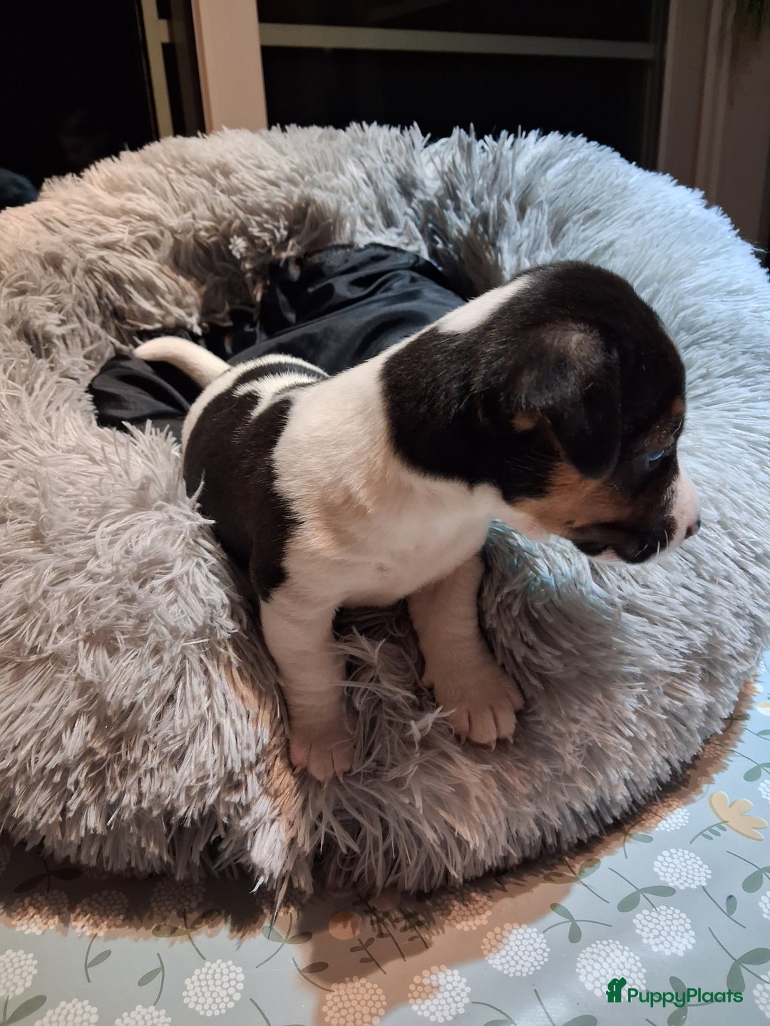 Jack Russel Terriër honden te koop: Jack russelpups opgevoed in gezin met 2 kids - Advertentie 15