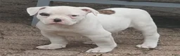 Amerikaanse Bulldog honden te koop: 2 prachtige reutjes uit mooie combinatie - Advertentie 10