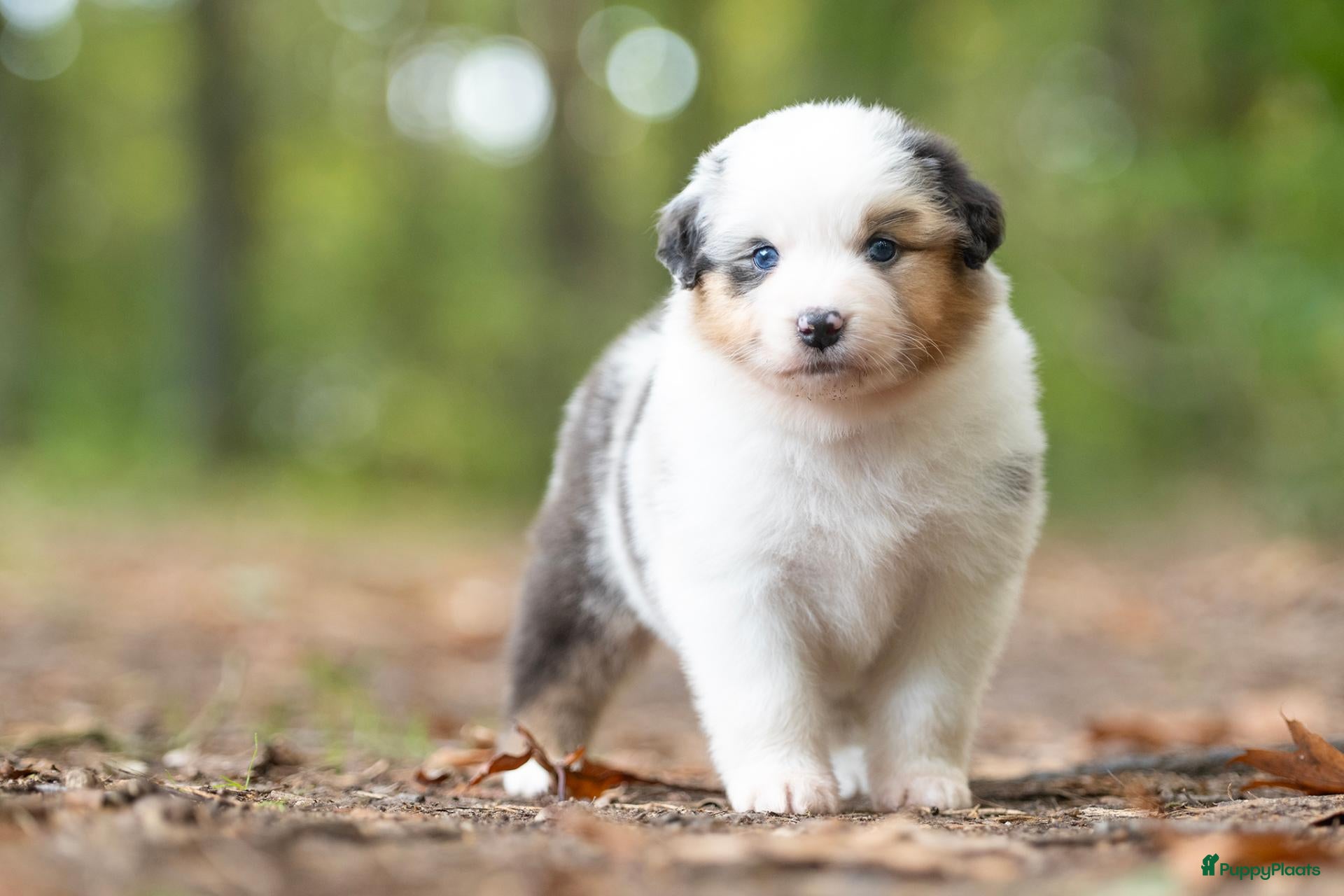 Australian Shepherd honden Australian shepherd pups - Advertentie 1