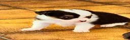 Chihuahua honden te koop: Chihuahua pups raszuiver (nog 3 beschikbaar) - Advertentie 12