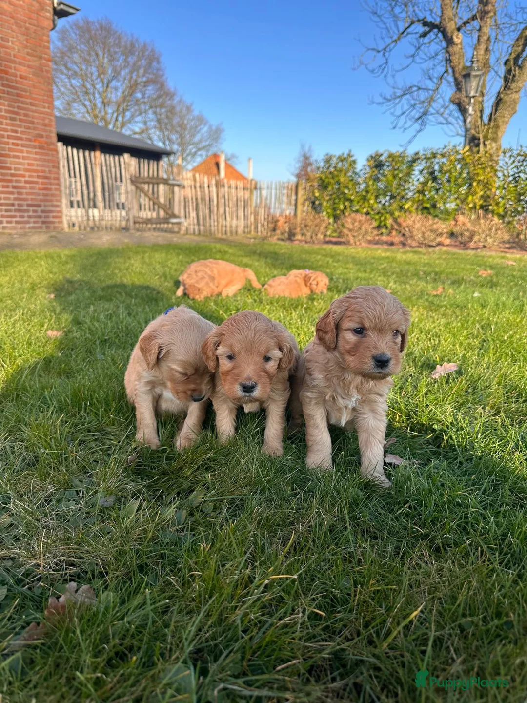 Kruising honden te koop: Labradoodle x Goldendoodle pups - Advertentie 10