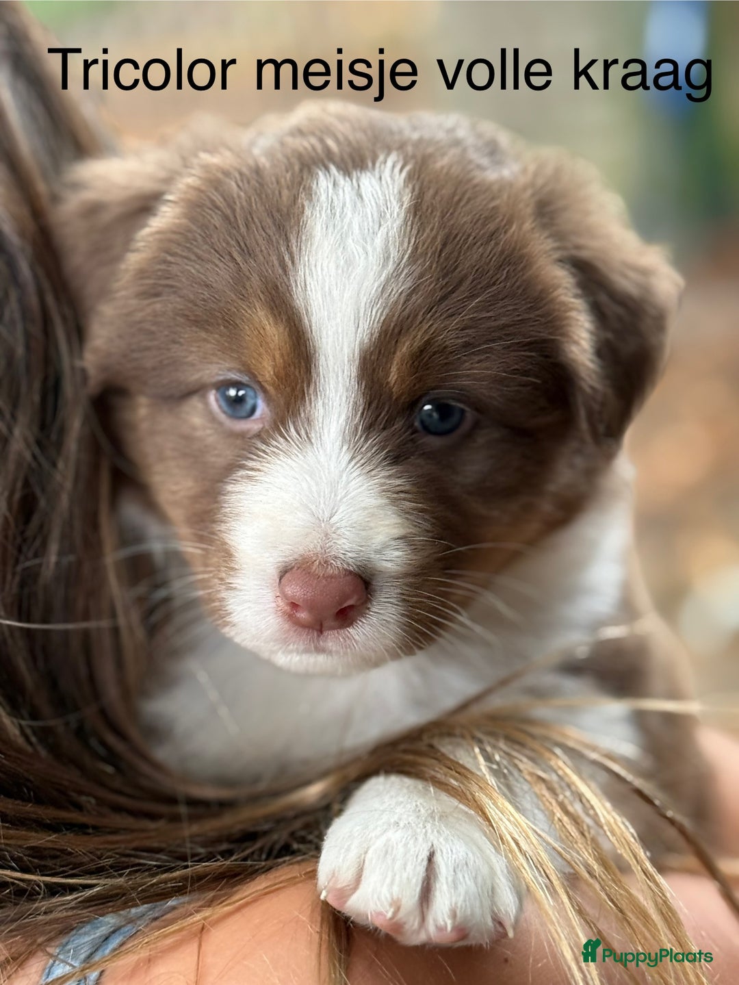 Australian Shepherd honden te koop: Raszuivere Australian Shepherd  - Afbeelding 13