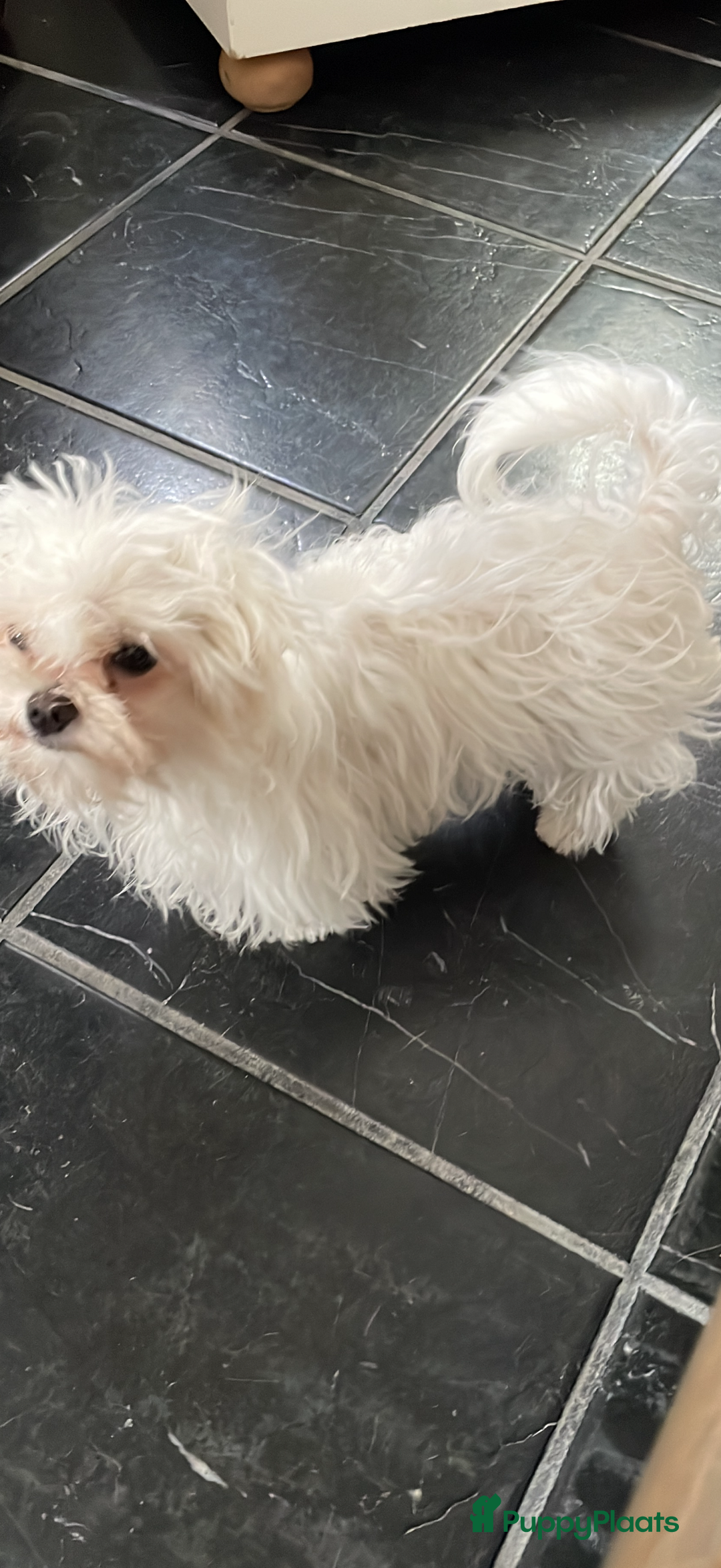 Maltezer honden te koop: Toy Maltezer pups - Advertentie 4