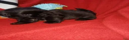 Shih Tzu honden te koop: Lieve leuke raszuiver shih tzu pups - Advertentie 4