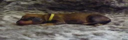 Ruwhaar Teckel honden te koop: Prachtige Standaard Ruwhaar Teckelpuppy’s ,  - Advertentie 20
