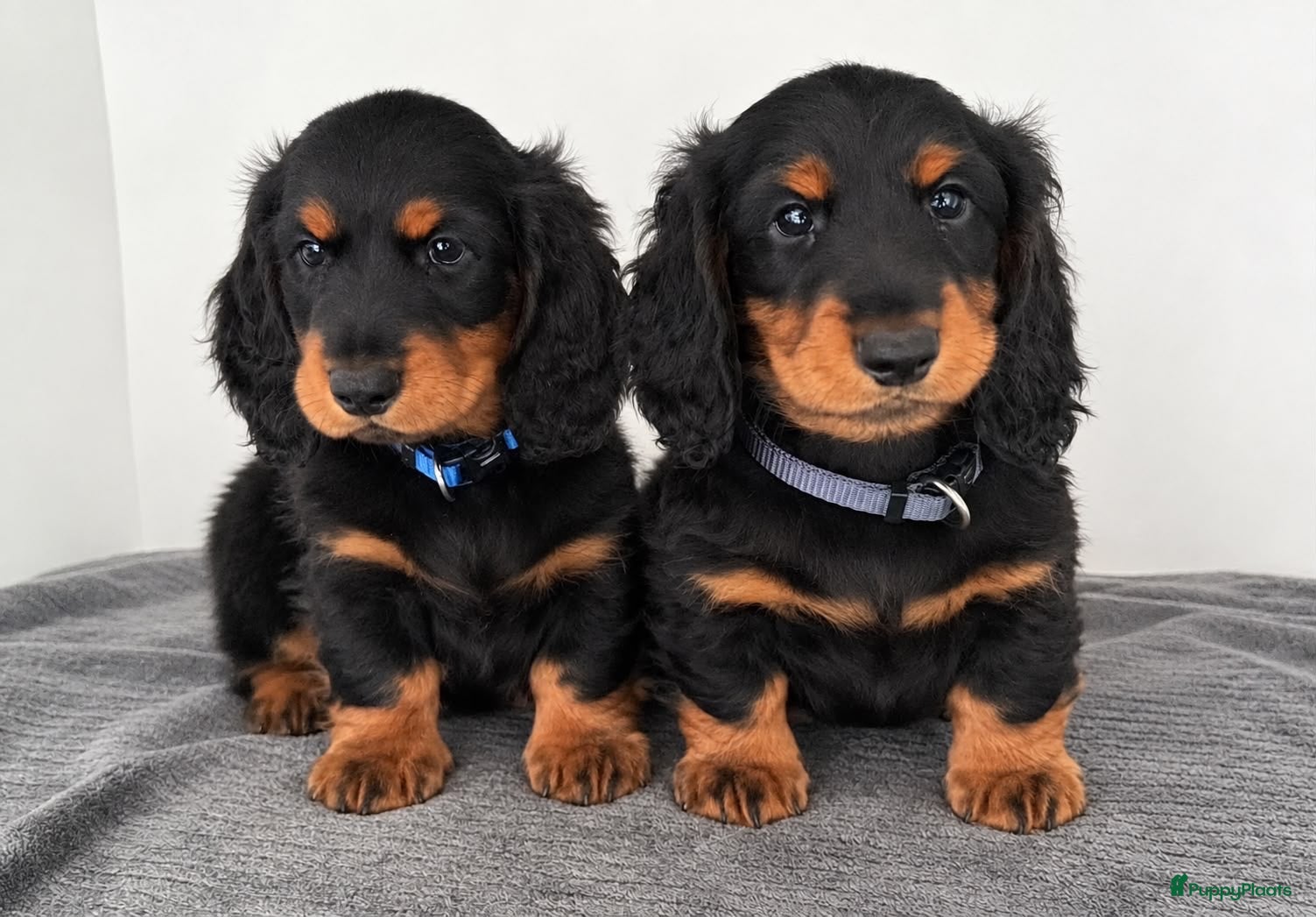 Teckel (langhaar) honden Teckel standaard langhaar met stamboom - Advertentie 1