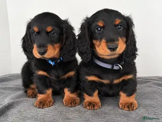 Teckel (langhaar) honden Teckel standaard langhaar met stamboom - Advertentie 15