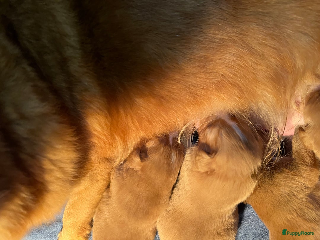 Nova Scotia Duck Tolling Retriever honden te koop: Nova Scotia Duck Toller Retriever pups + stamboom - Advertentie 2