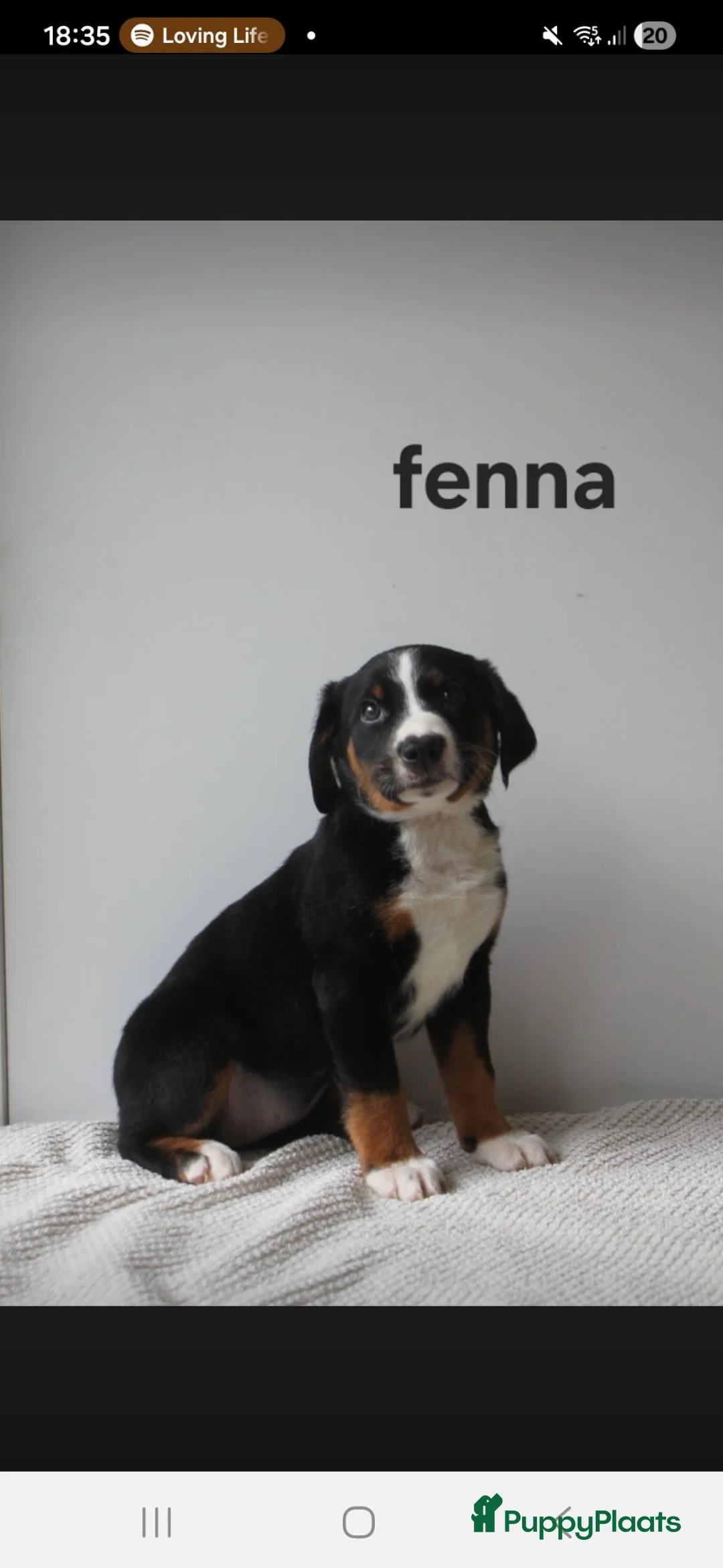 Appenzeller Sennenhond honden te koop: Appenzeller Sennenhond puppy's - Advertentie 2