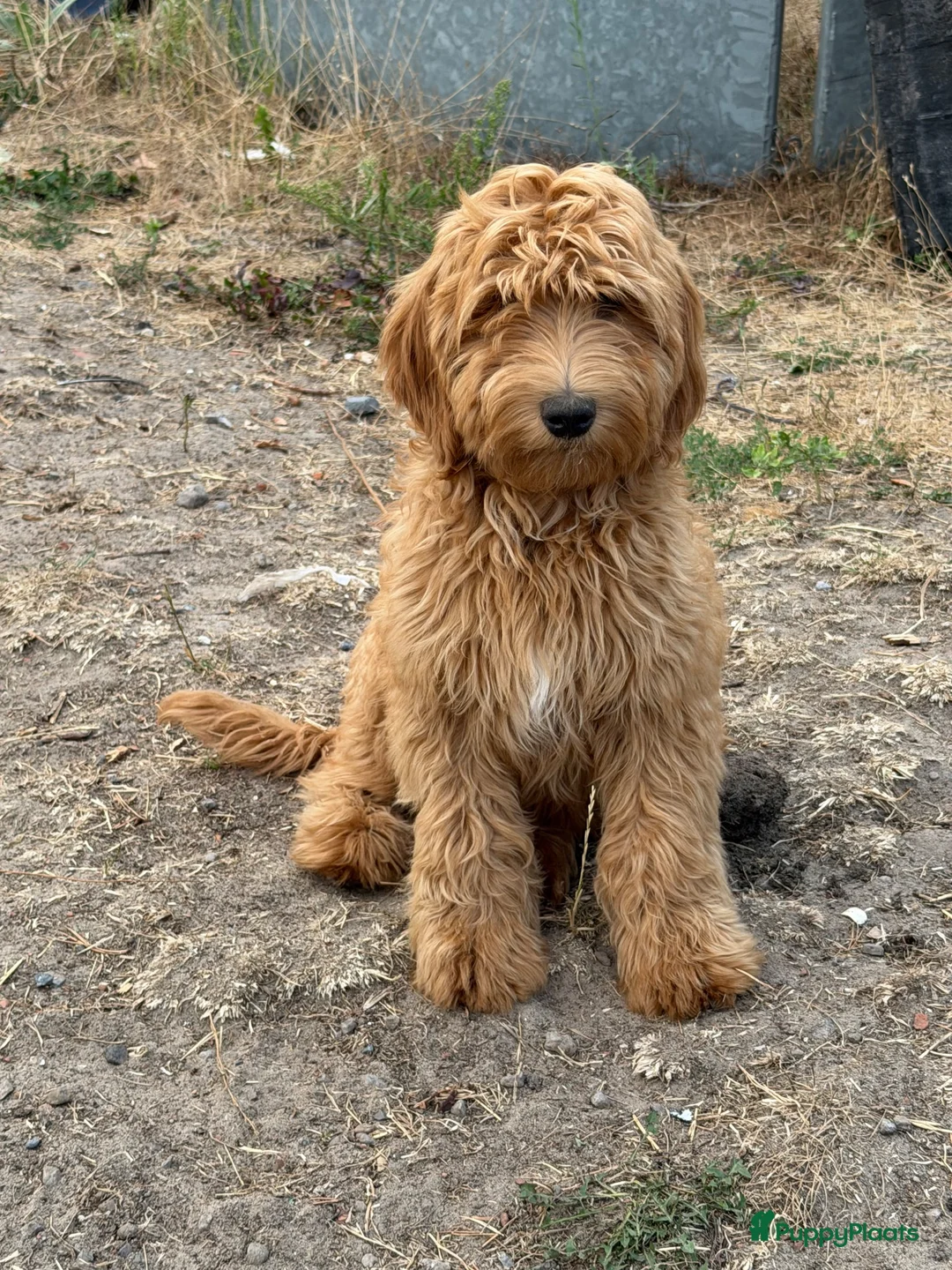 Labradoodle honden te koop: Mooie mini Labradoodle pups - Advertentie 1