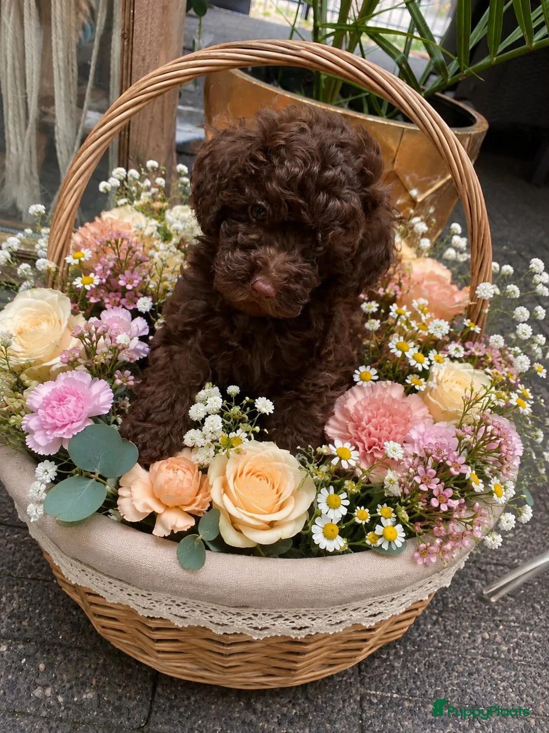 Poedel Toy honden te koop: Toy poedel  - Advertentie 2