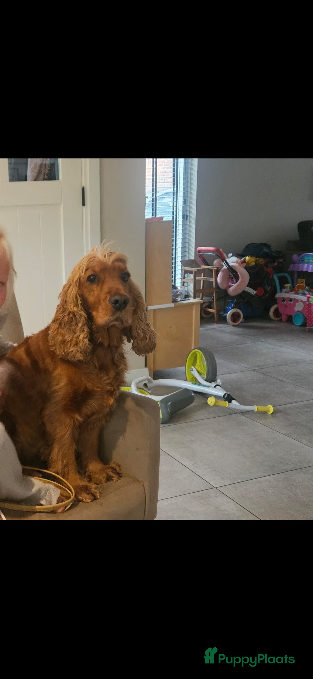 Engelse Cocker Spaniel honden te koop: Engelse cocker spaniël pups te koop - Advertentie 11