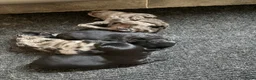 Kruising honden te koop: 🐾 4 Teddypoo pups geboren |ToyPoedelXTeddydog 🤎 - Advertentie 23