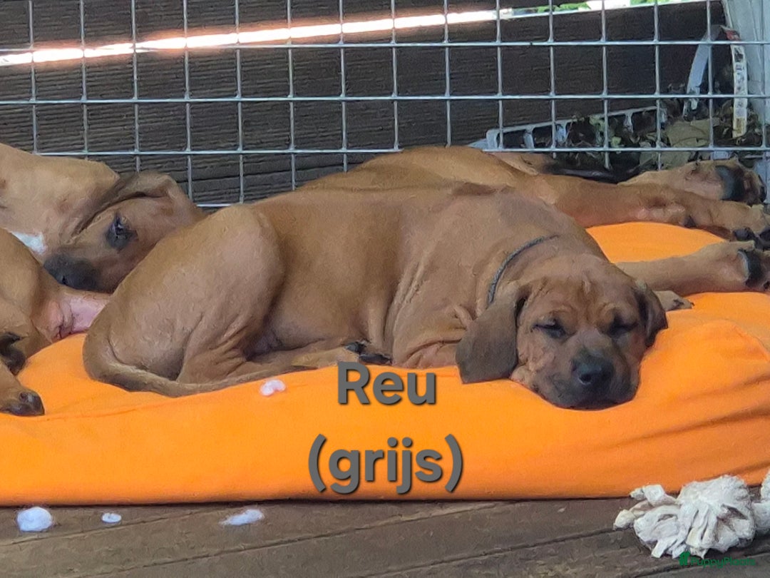 Rhodesian Ridgeback honden te koop: Rhodesian Ridgeback pups in Bentveld - Afbeelding 21
