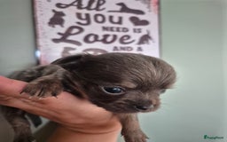 Chihuahua honden te koop: Mooi Blauw Langharig Chihuahua Teefje - Afbeelding 3