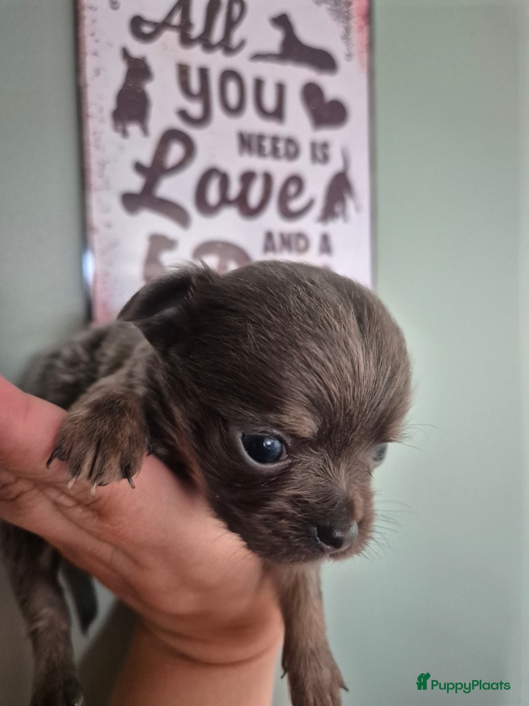 Chihuahua honden te koop: Mooi Blauw Langharig Chihuahua Teefje - Afbeelding 4
