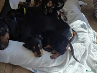 Teckel (korthaar) honden teckel pups - Advertentie 1