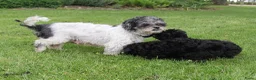 Kruising honden te koop: Lieve Maltipoo pups - Advertentie 8