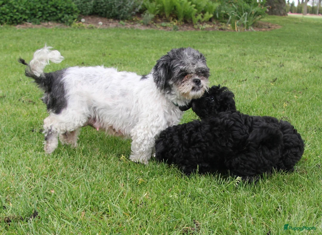 Kruising honden te koop: Lieve Maltipoo pups - Advertentie 8