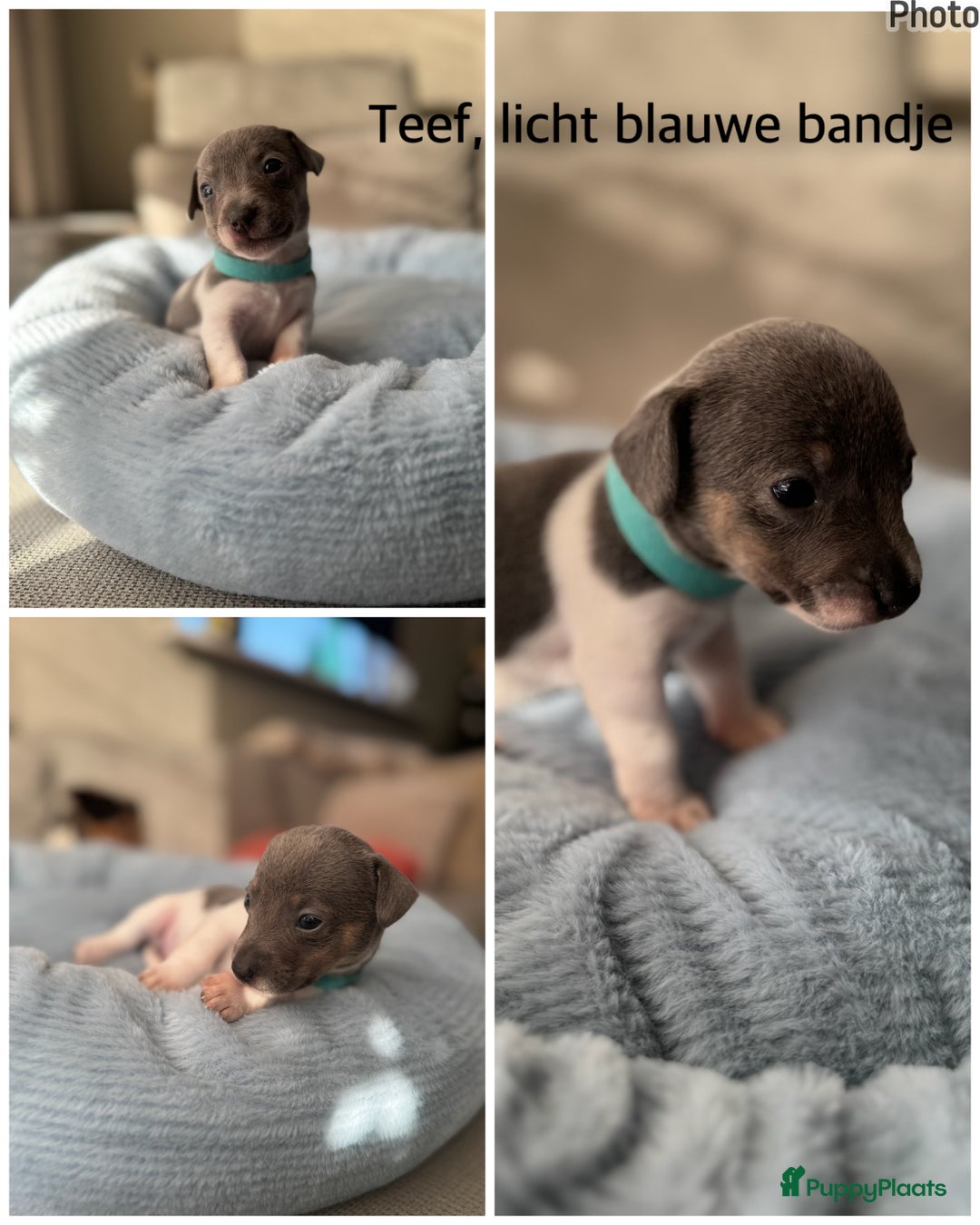 Jack Russel Terriër honden te koop: Jack russel pups - Advertentie 4