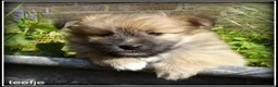 Kruising honden te koop: Pomeriaan x Boomer kruising pups - Advertentie 4