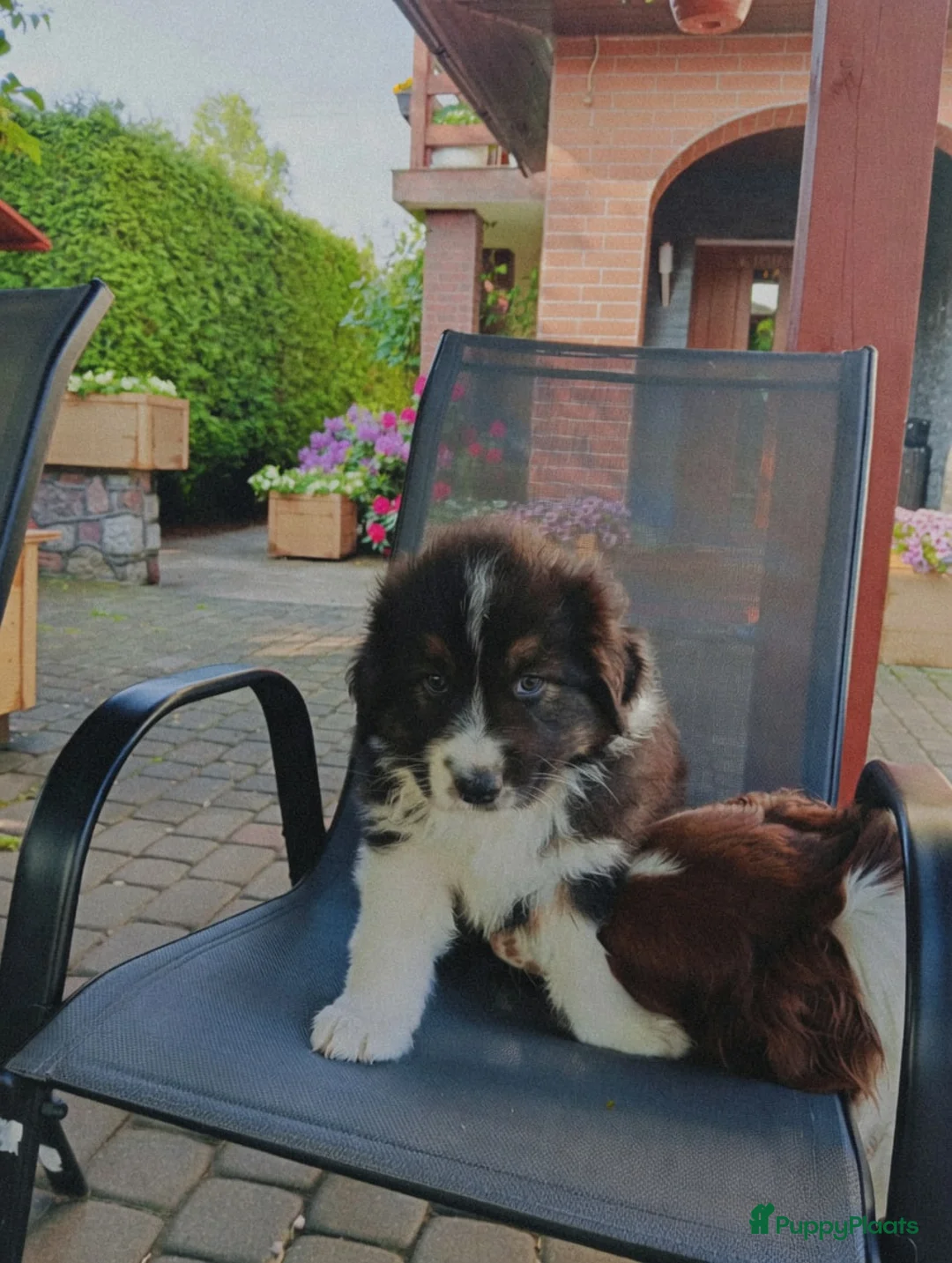 Australian Shepherd honden te koop: Australian Shepherd pups - Advertentie 2