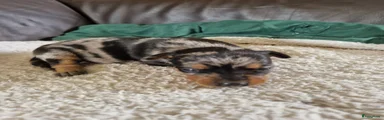 Dwergpinscher Puppy 5