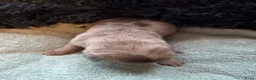 Amerikaanse Bully honden te koop: americanbully xl pup's  - Advertentie 28