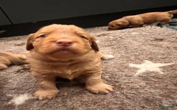 Kruising honden te koop: Bijzonder mooie combi: Toller X Teckel kruising, - Afbeelding 17