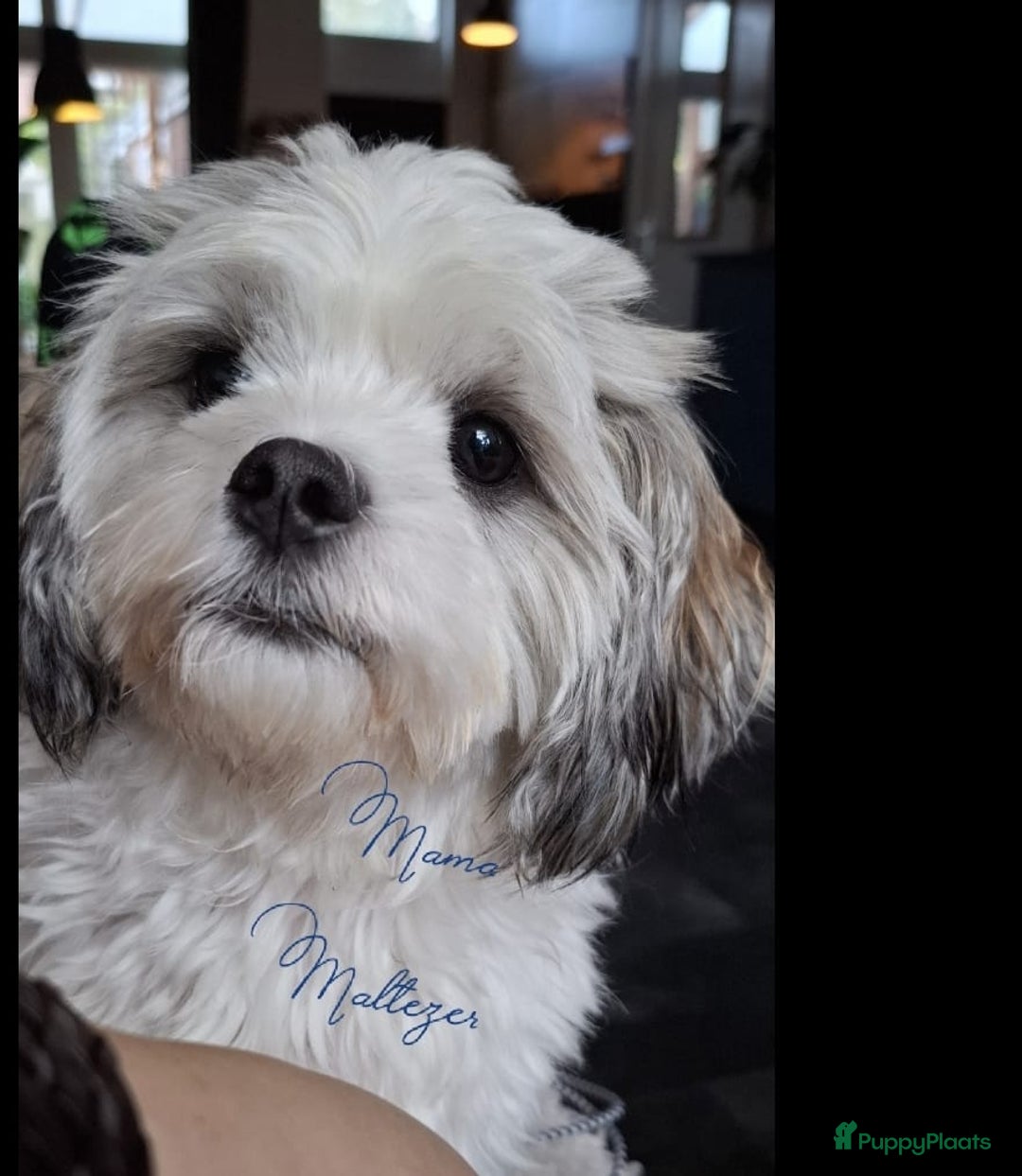 Maltipoo honden te koop: Maltipoo - Advertentie 8