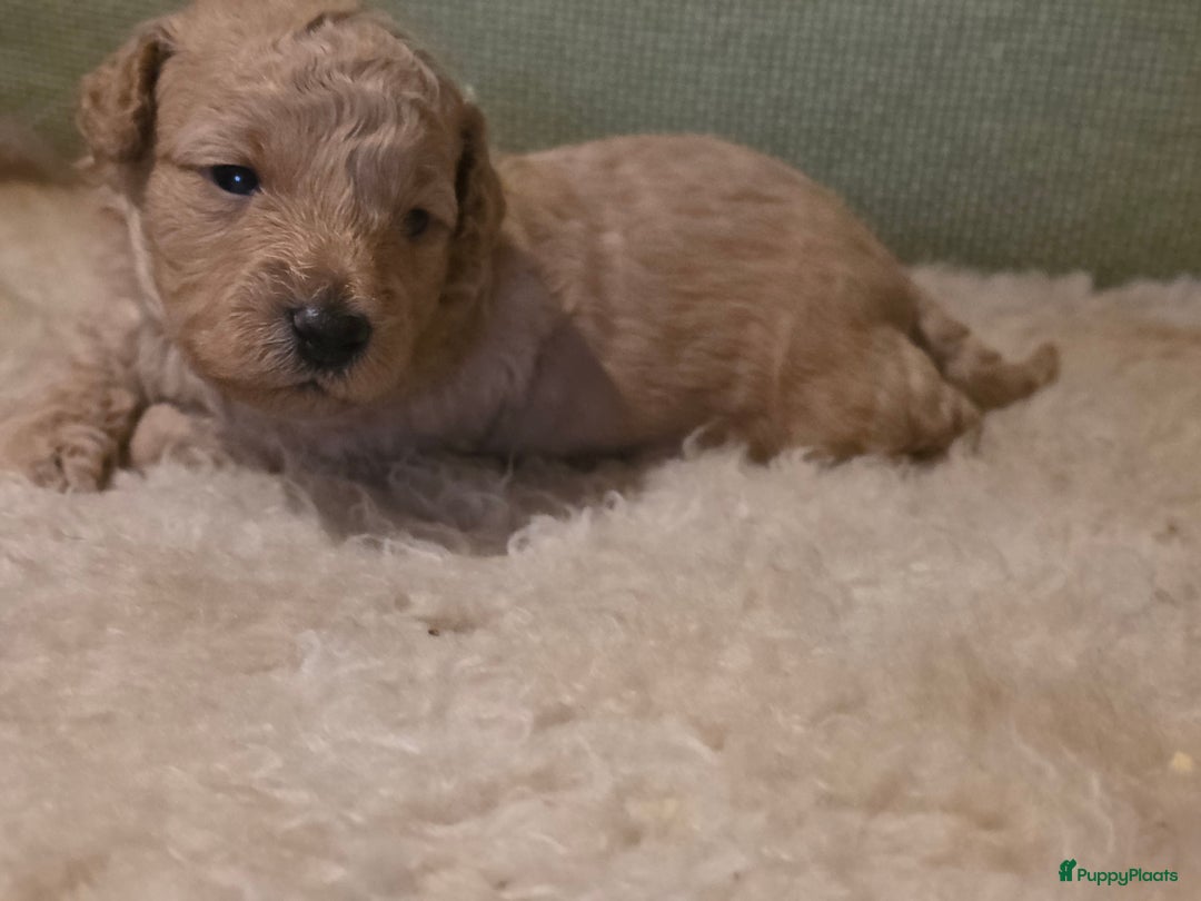 Goldendoodle honden te koop: Goldendoodle multigen middenslag reu te koop - Advertentie 8