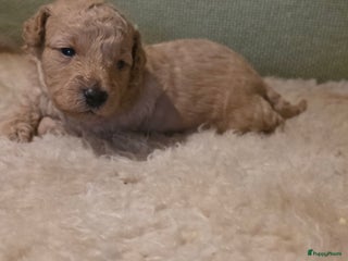 Goldendoodle honden Goldendoodle multigen middenslag reu te koop - Advertentie 15