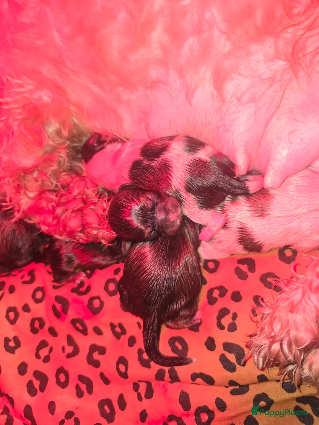 Kruising honden te koop: Boomer pups 14-1 geboren (Shih-Tzu x Boomer) - Advertentie 16