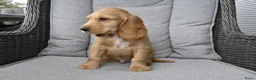 Engelse Cocker Spaniel honden te koop: Engelse Cocker Spaniel pups - Advertentie 9