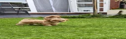 Poedel Toy honden te koop: 5 prachtige toy poedel reutjes  - Advertentie 10