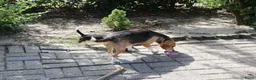 Beagle honden te koop: beagle pups  - Advertentie 2