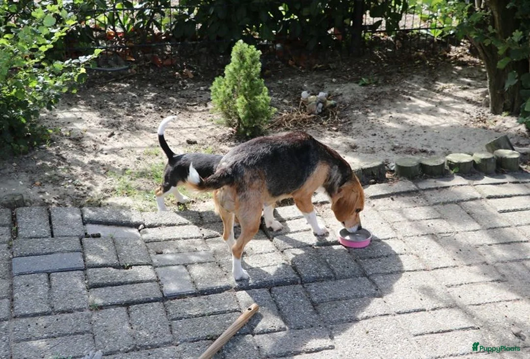 Beagle honden te koop: beagle pups  - Advertentie 2