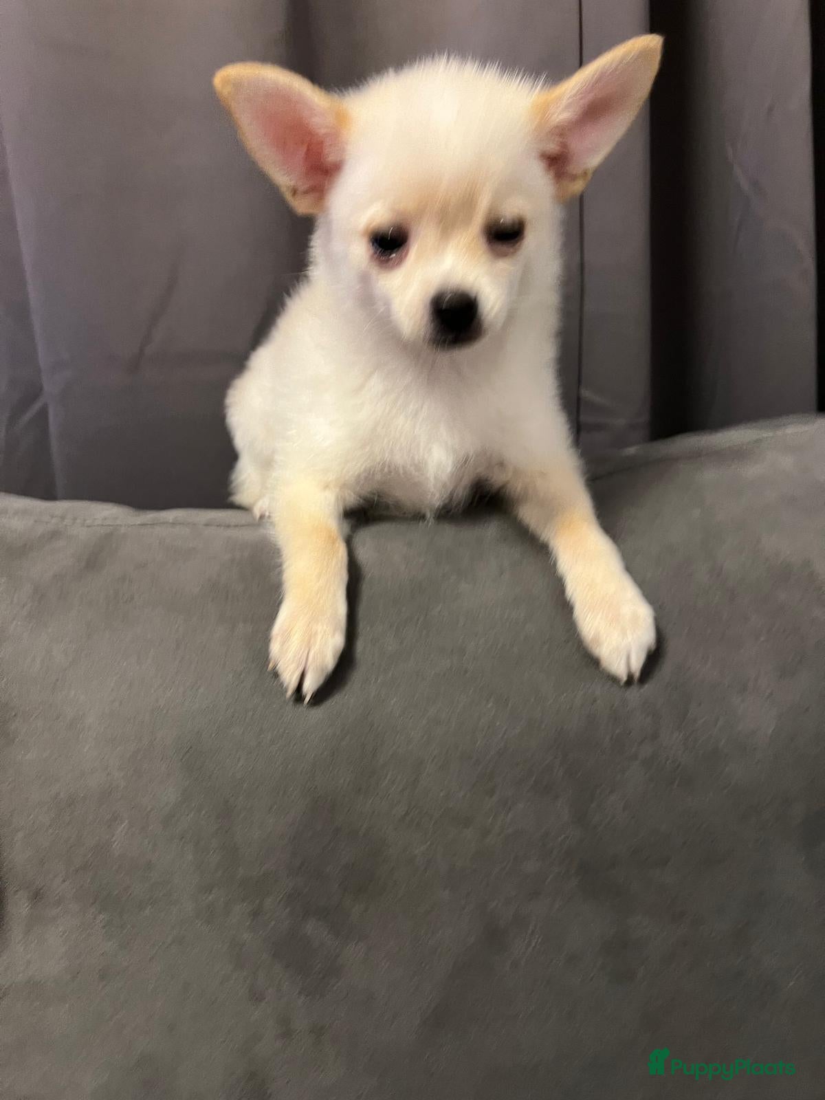 Pomchi honden Mooie witte pomchi - Advertentie 2