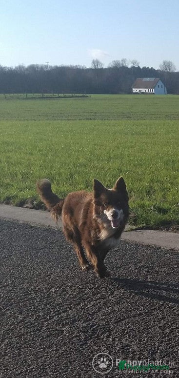 Border Collie honden Correcte, gezonde en ervaren Border Collie reu ter dekking in Sluis - Advertentie 2