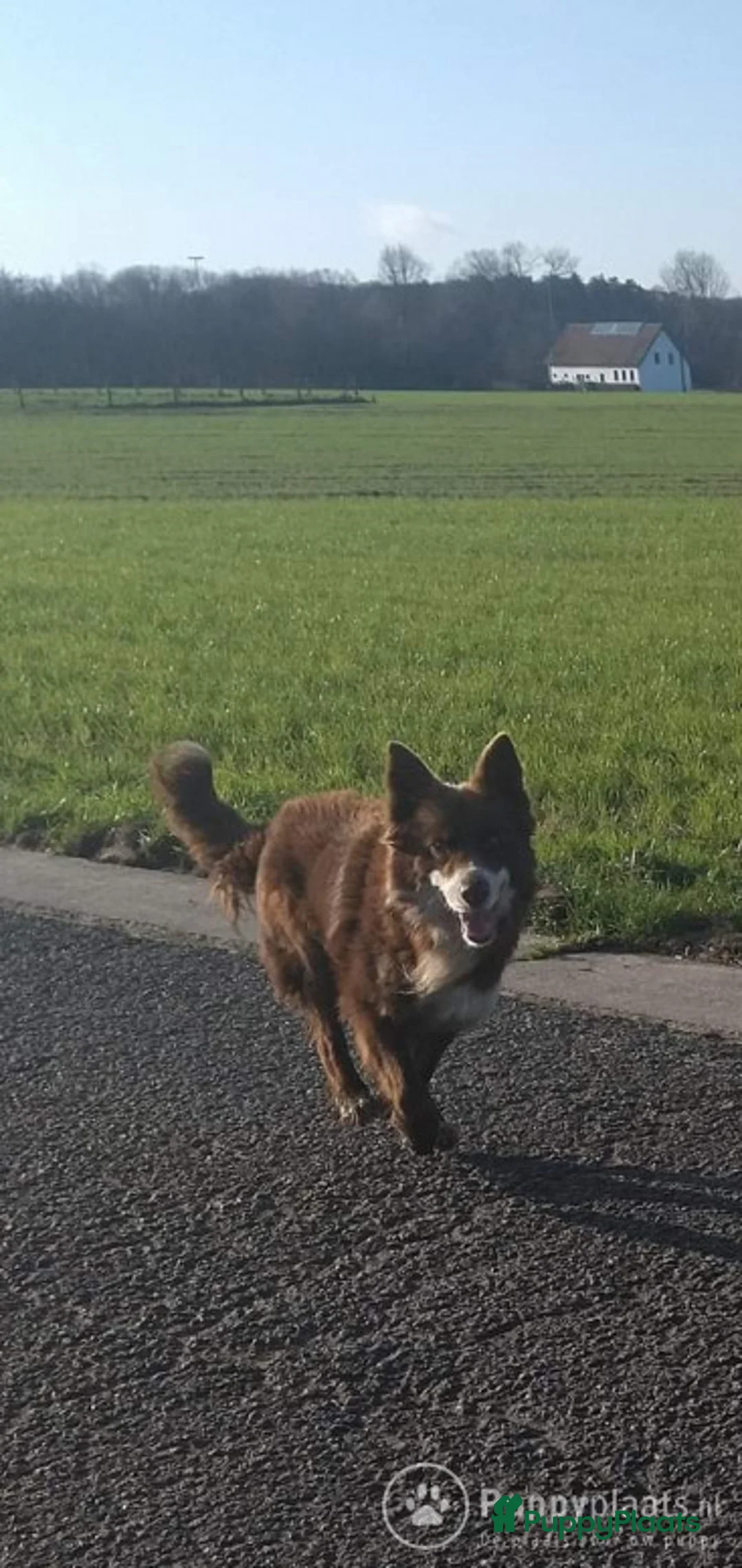 Border Collie honden ter dekking: Correcte, gezonde en ervaren Border Collie reu ter dekking in Sluis - Advertentie 2