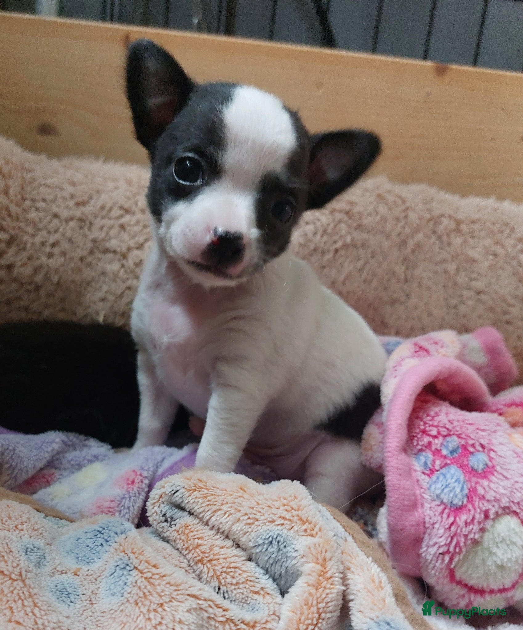 Chihuahua honden raszuivere chihuahua puppy's - Advertentie 2