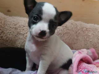 Chihuahua honden raszuivere chihuahua puppy's - Advertentie 2