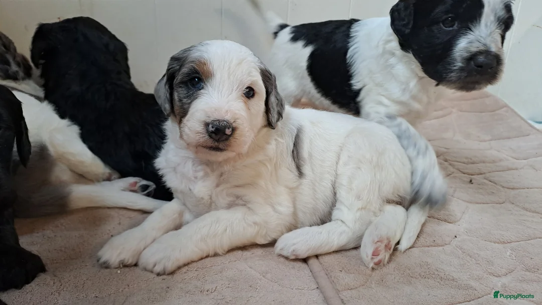 Kruising honden te koop: Pups Friese Stabij x Poedel blue merle - Advertentie 1