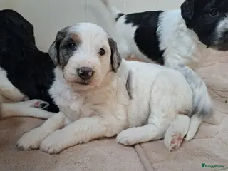 Kruising honden Pups Friese Stabij x Poedel blue merle - Advertentie 1