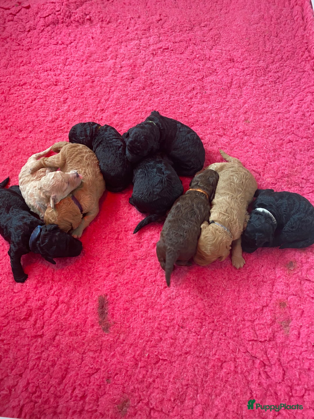 Labradoodle honden te koop: Prachtige labradooles puppy’s  - Advertentie 8