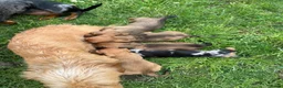 Kruising honden te koop: Dwerg teckel pupjes  - Advertentie 14